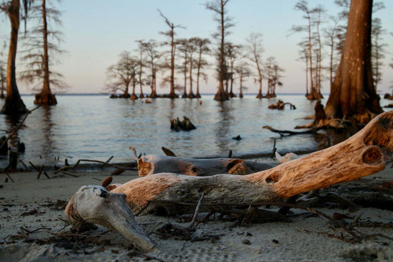 Albemarle Sound