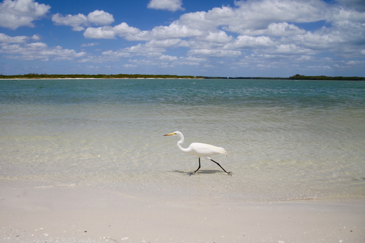 Great Egret, Fort DeSoto Park, Florida